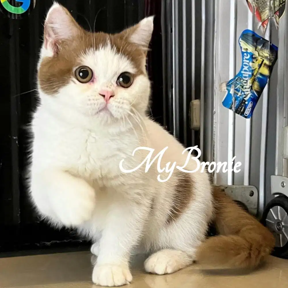 Kucing british shorthair cinnamon bicolor betina
