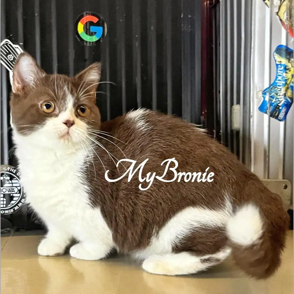 Kucing munchkin choco bicolor betina