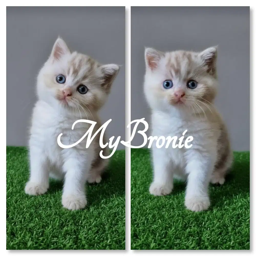 Kucing british shorthair betina super cute