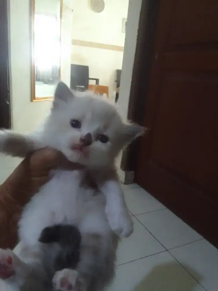 Himalaya jantan umur 2 bln