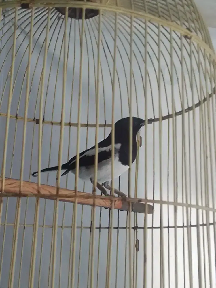 KACER JAWA BARAT KAKI NYISIK DEKER 800 FULSET