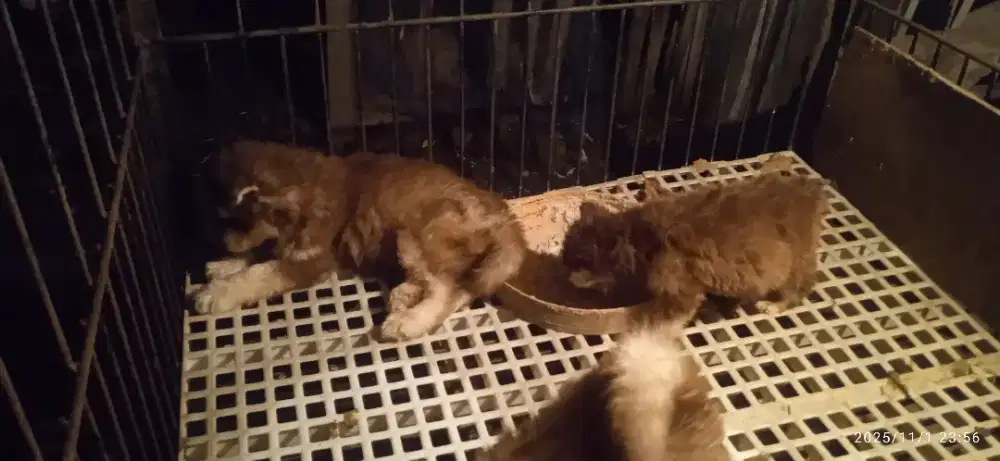 Siberia husky long hair