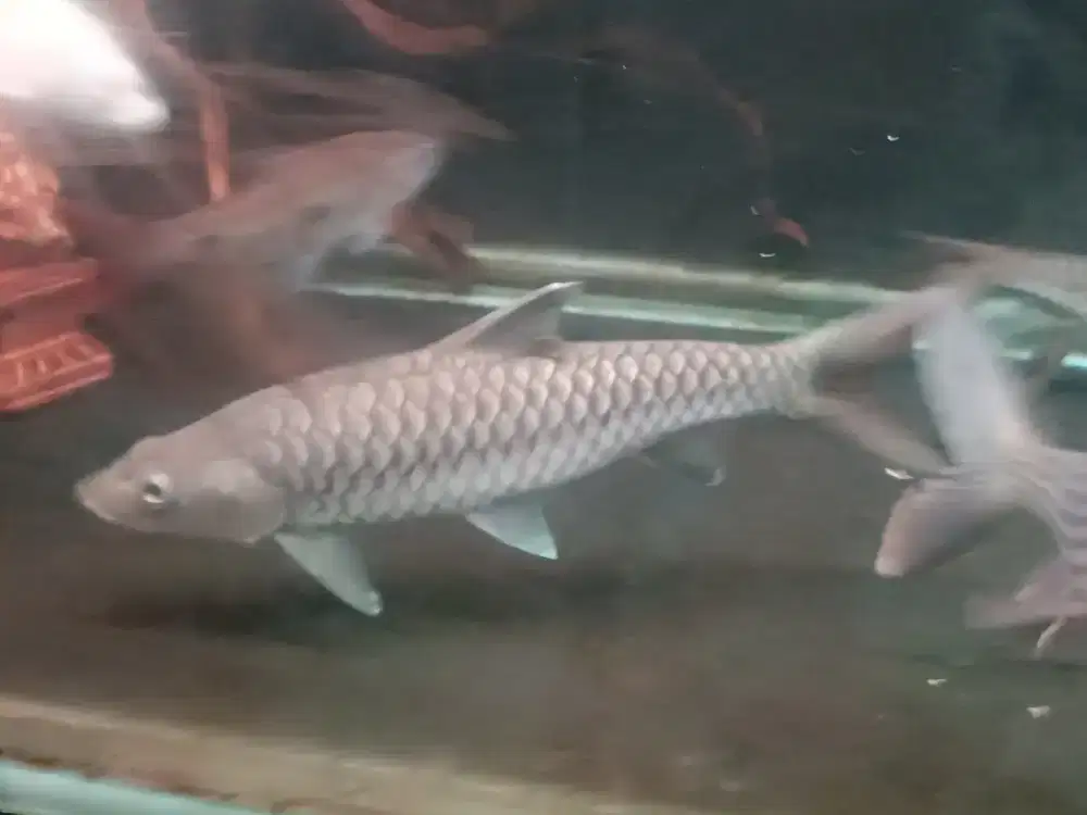 Ikan tor putitora import jumbo