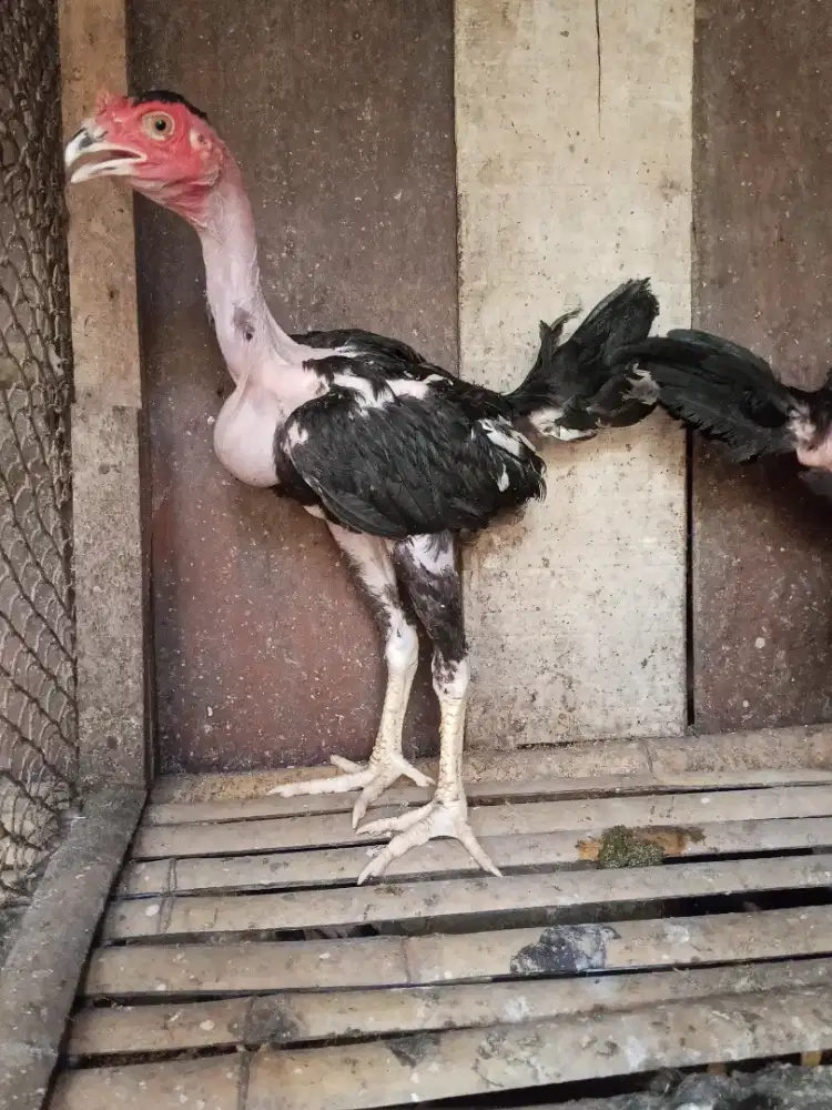 anakan ayam bangko saigon