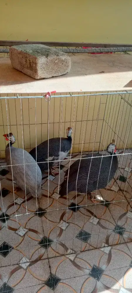 Ayam Mutiara Siap Produksi