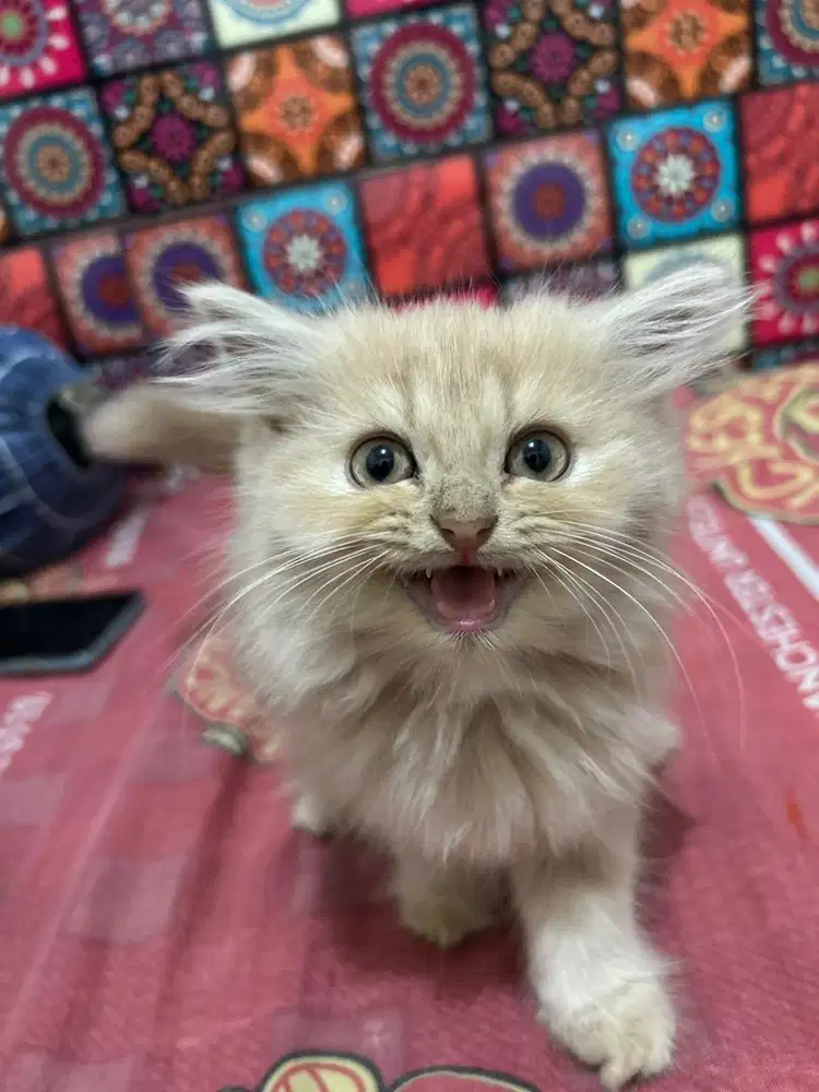 Kucing Persia Medium