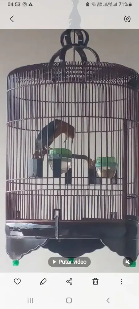 Burung Anis Merah teleran