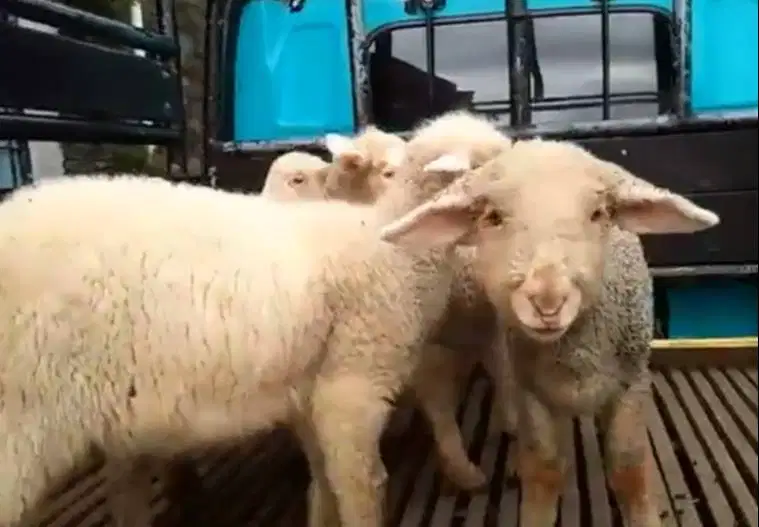 3 ekor cempe anakan domba merino 1 jantan 2 betina 4 bulanan super top