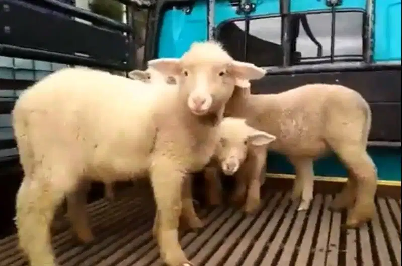 3 ekor cempe bibit domba hias merino 4 bulan 1 jantan 2 betina rawatan