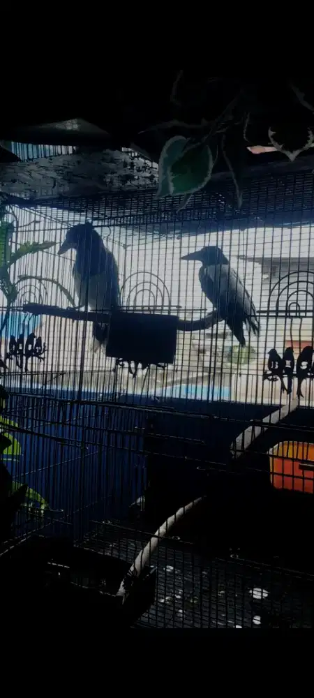 Burung jagal papua sepasang