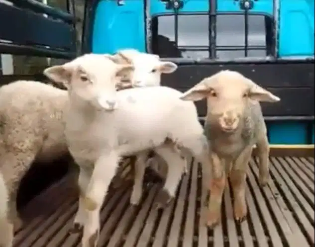 3 ekor cempe anakan domba hias merino 4 bln 1 jantan 2 betina rawatan