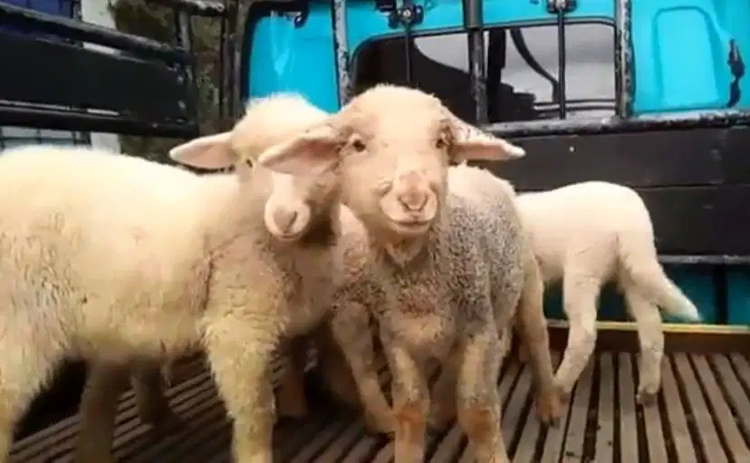 3 ekor cempe domba hias merino super 4 bln 1 jantan 2 betina rawatan