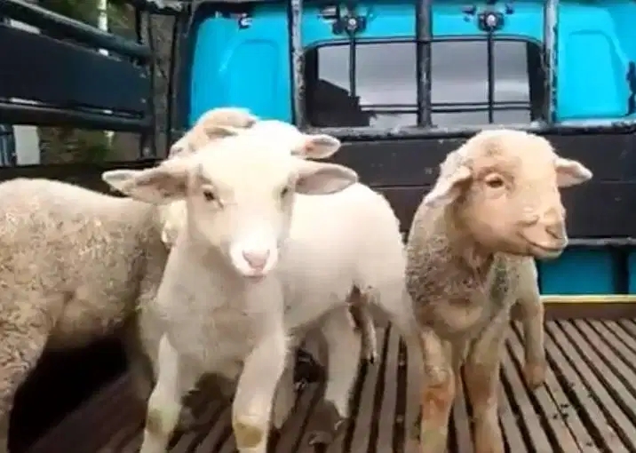 3 ekor cempe domba hias merino super 4 bln 1 jantan 2 betina jamin top