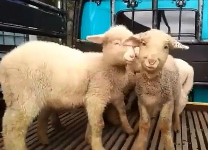 3 ekor cempe domba hias merino super 4 bln 1 jantan 2 betina jamin top