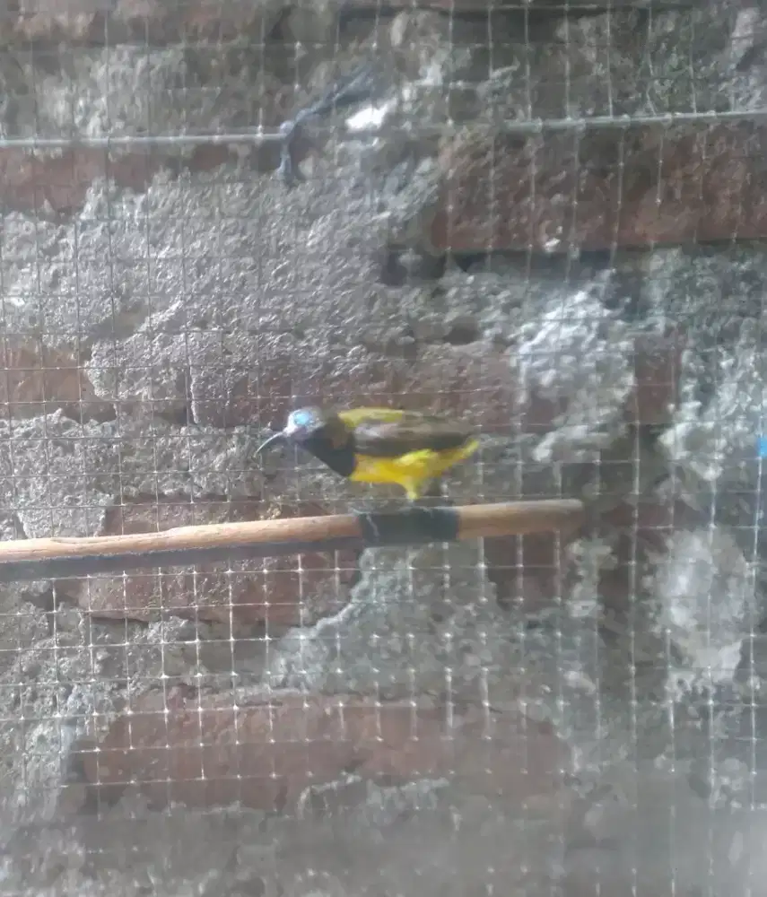 Sogn metalik rawatan