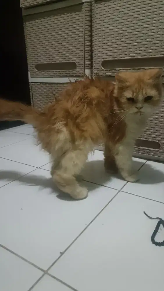 Kucing Ras Anggora