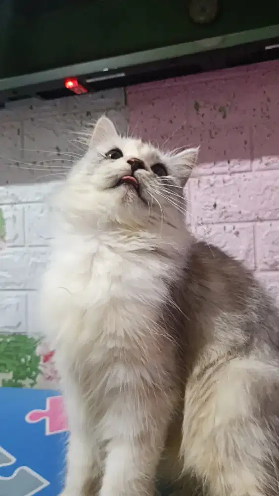 Open Adopsi Kucing Jenis Ras Persia