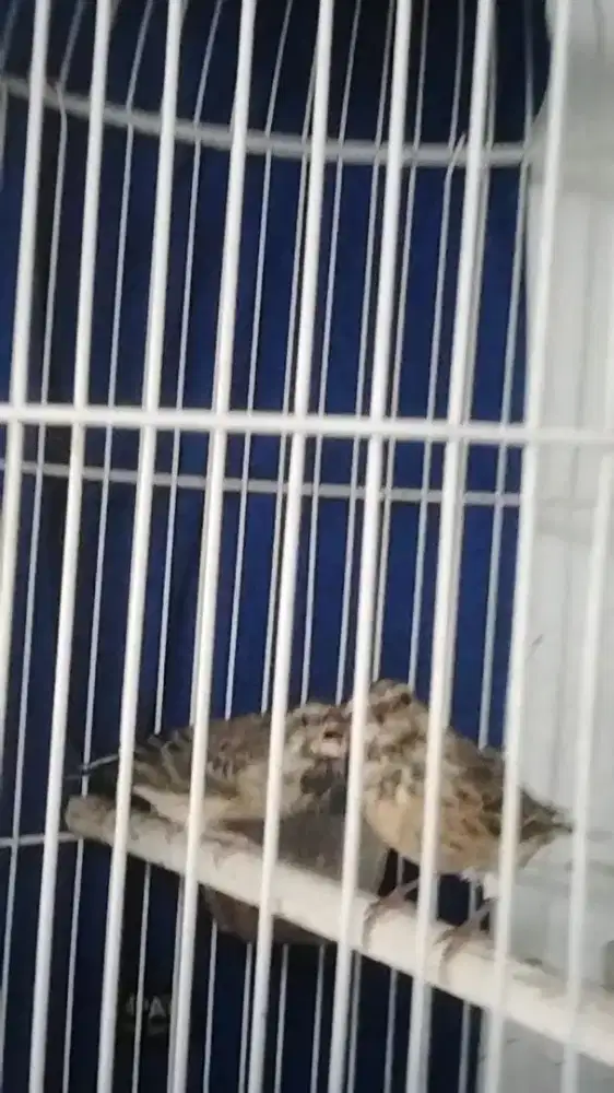 Blacktroat sepasang siapan