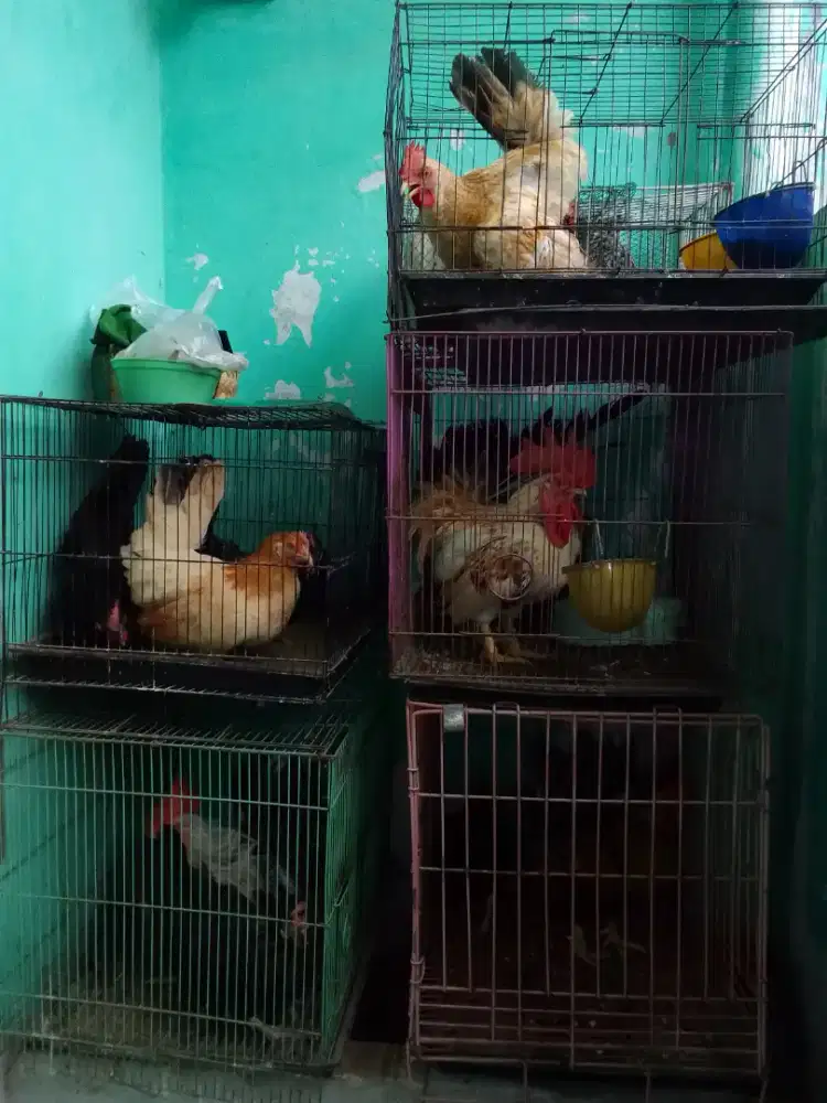 DI JUAL AYAM KATE