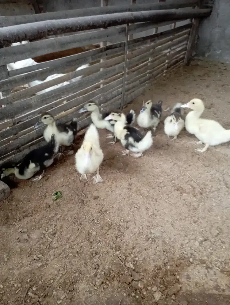 Dijual anakan entok.