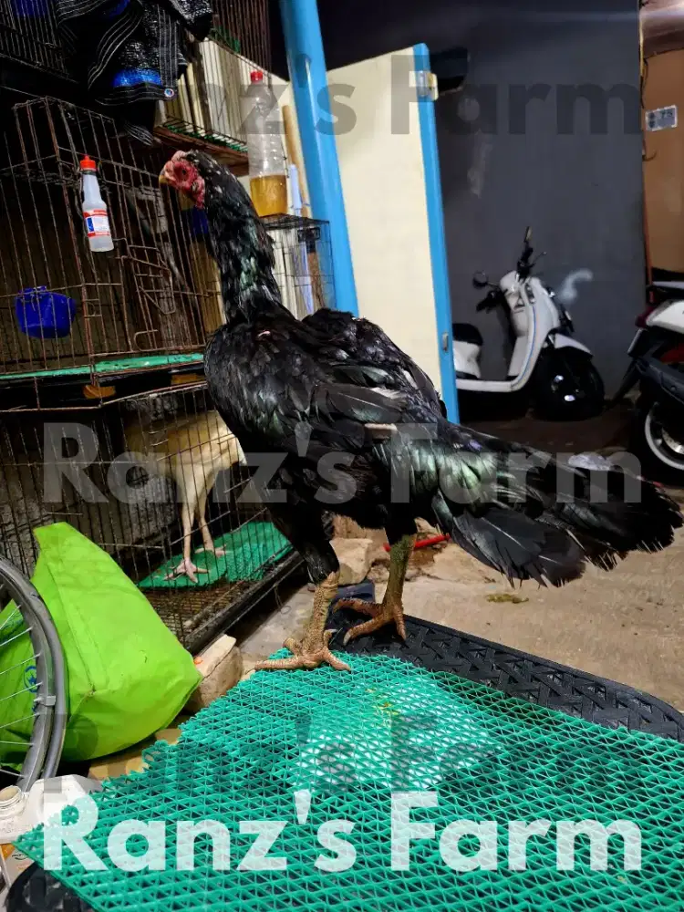 Ayam bangkok phakoy dan pama