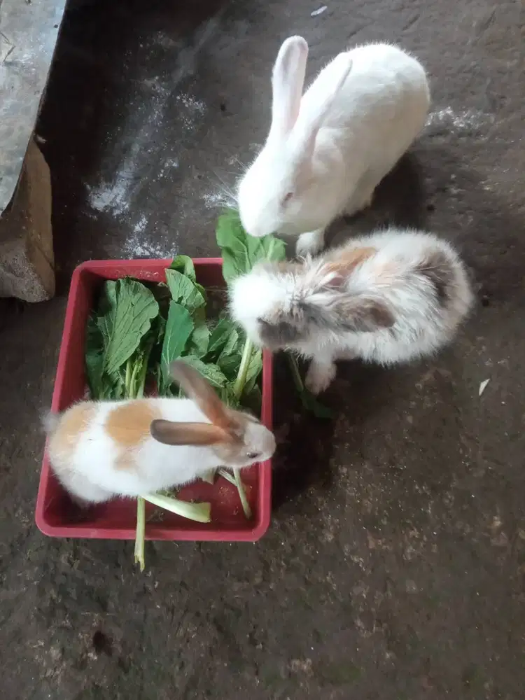 Semua 200rb Kelinci Jenis fuzzy loop dan lokal