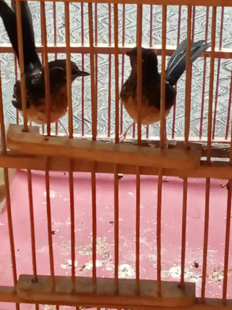 dijual murai trotol Loloh induk usia 1 bulan lebih