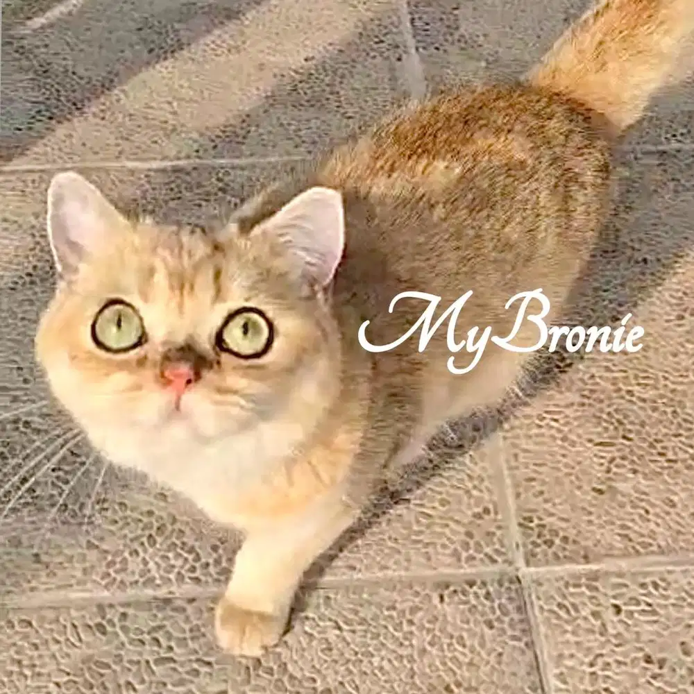 Kucing british shorthair golden anakan import