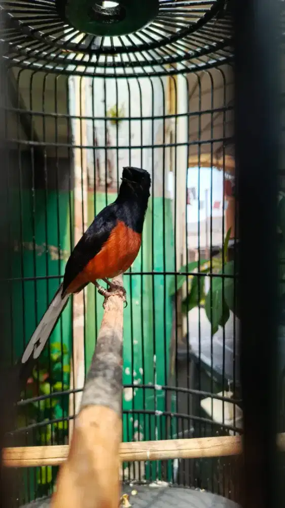 burung murai Full set