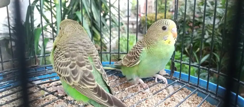 Parkit paud anakan jantan siap di master masteran