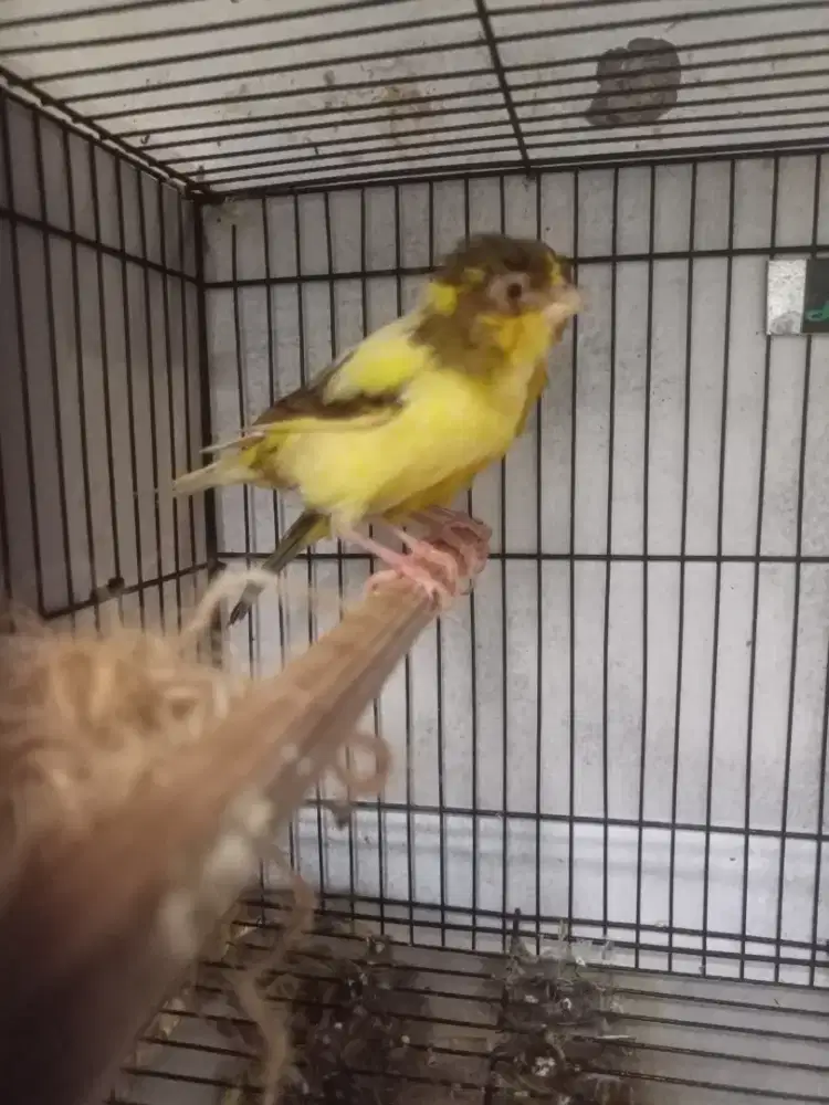 Kenari bikang jebolan 1x