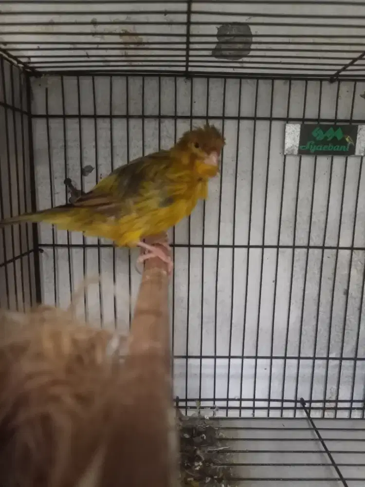 Kenari f1ys pejantan minusan