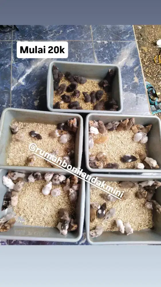 Hamster syirian winter cambell ww anggora kitten kandang makan bama