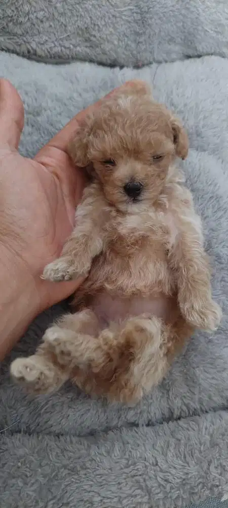 Anjing Puppies puddle