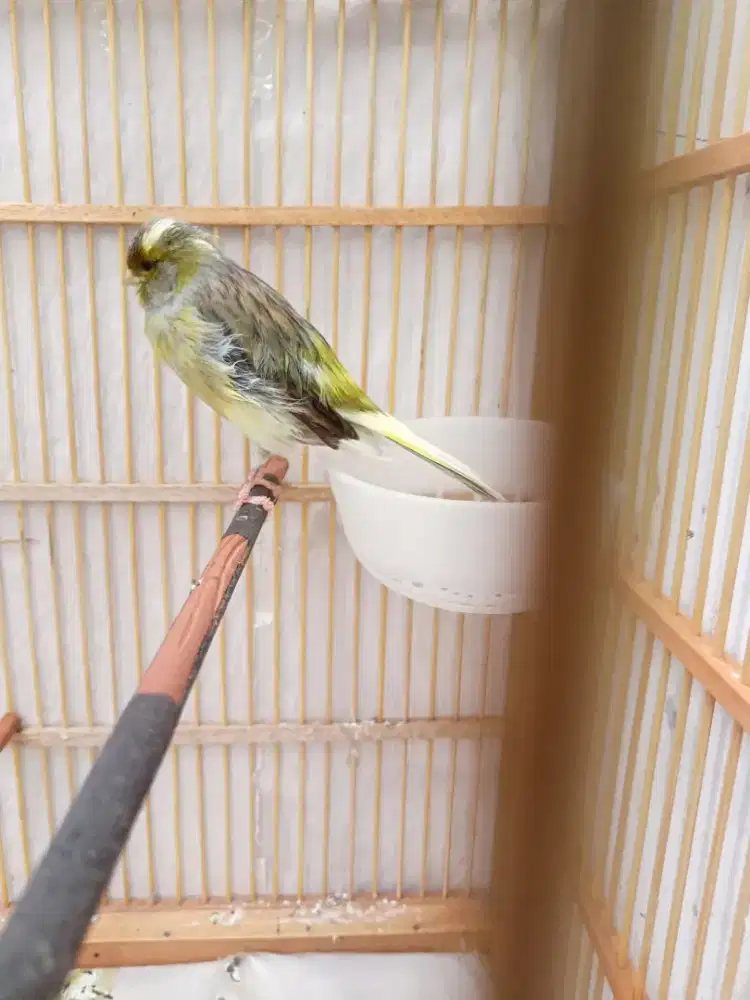 Kenari f2ys gembling