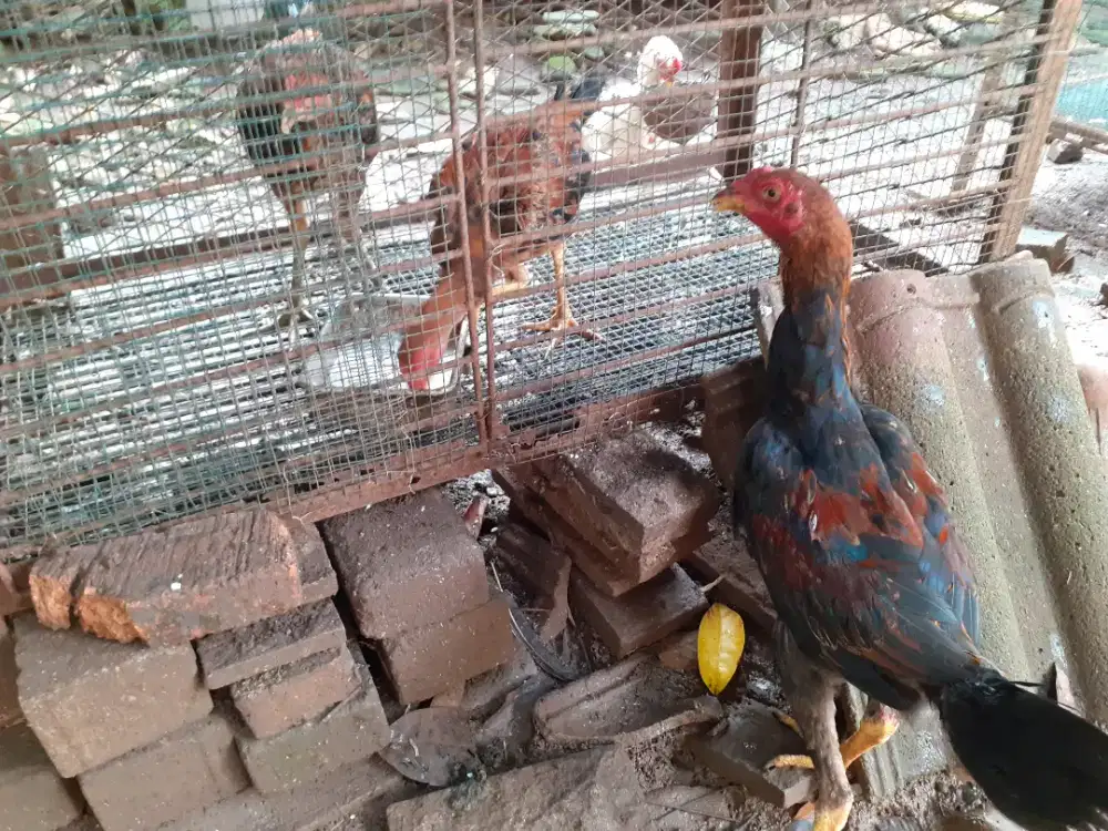 Ayam kampung berkualitas