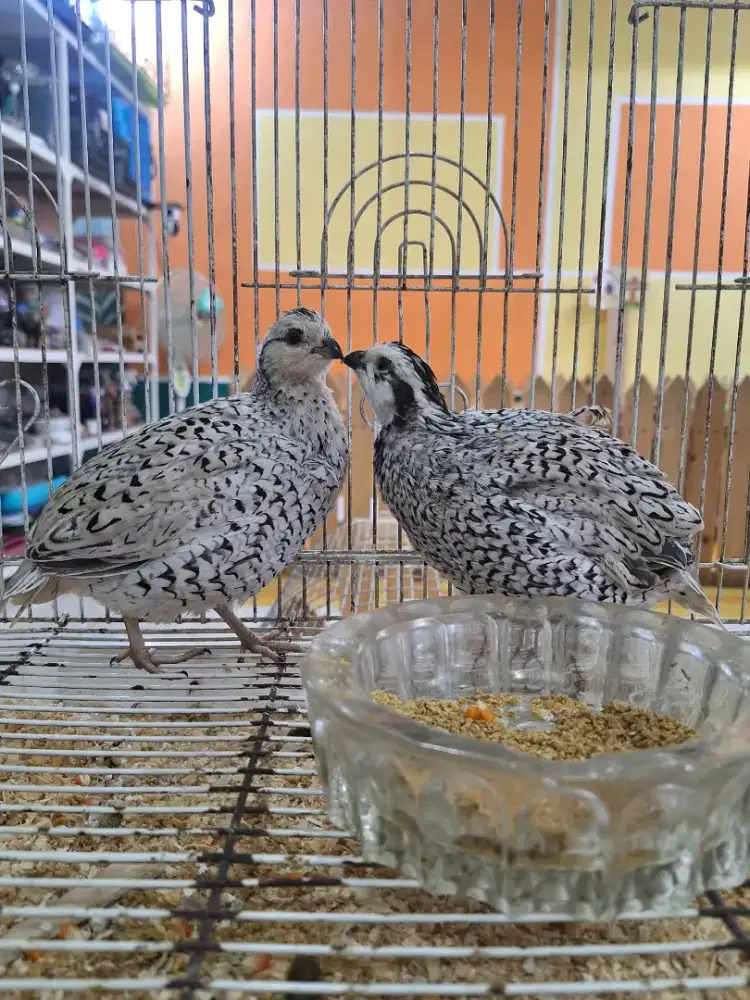 Puyuh hias siap ternak