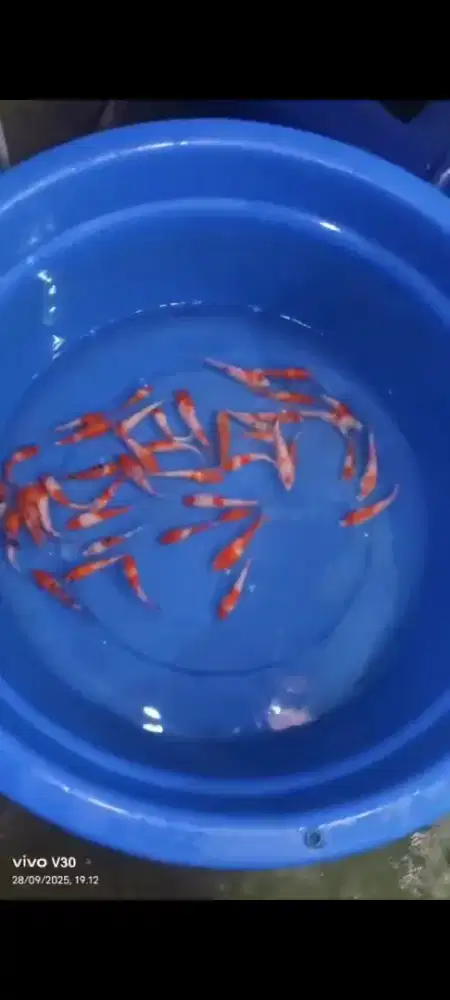 Bibit koi sehat murmer