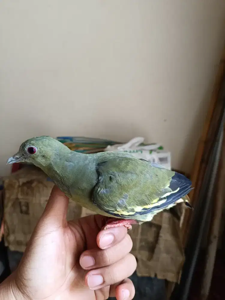 Burung saja puter hutan hijau funai jinak total barter tuker tambah