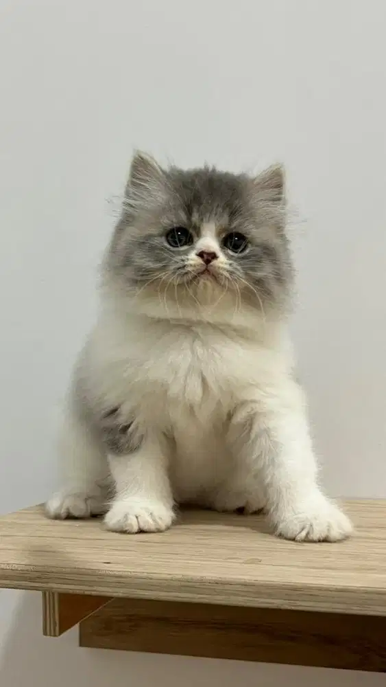 Persia flatnose jantan