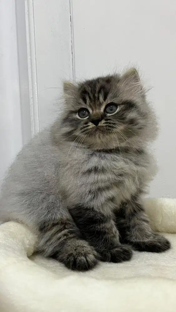 Persia flatnose jantan