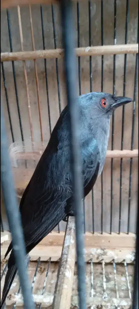 Burung Srigunting abu