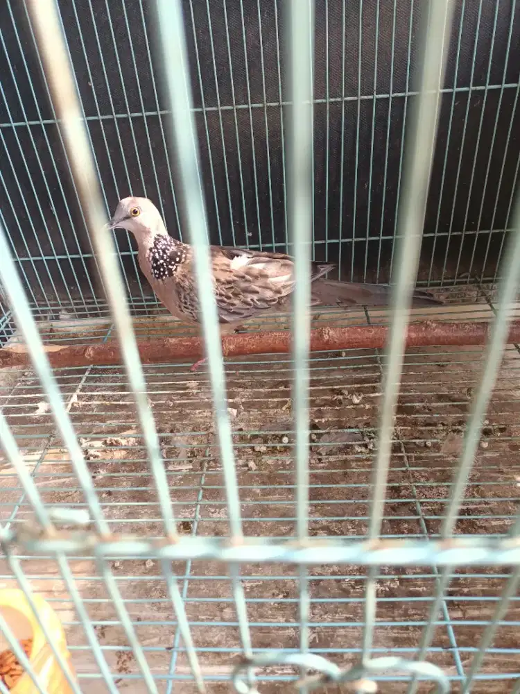 Tekukur derkuku kuk 4