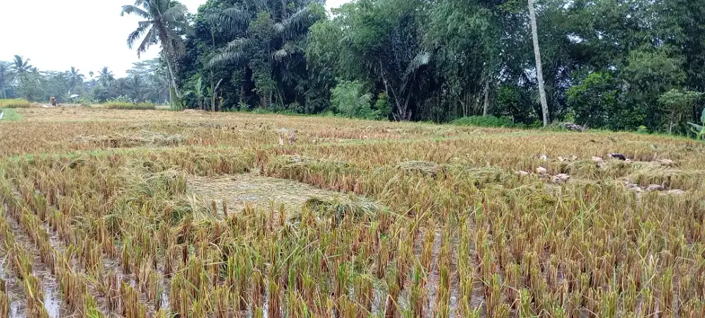 Dijual cepat tanah pertanian produktif seluas 4.200 m²!