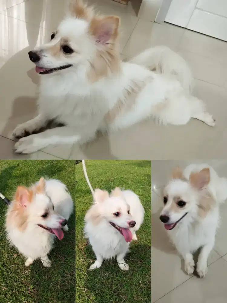 Adopt Anjing Pomeranian Jantan