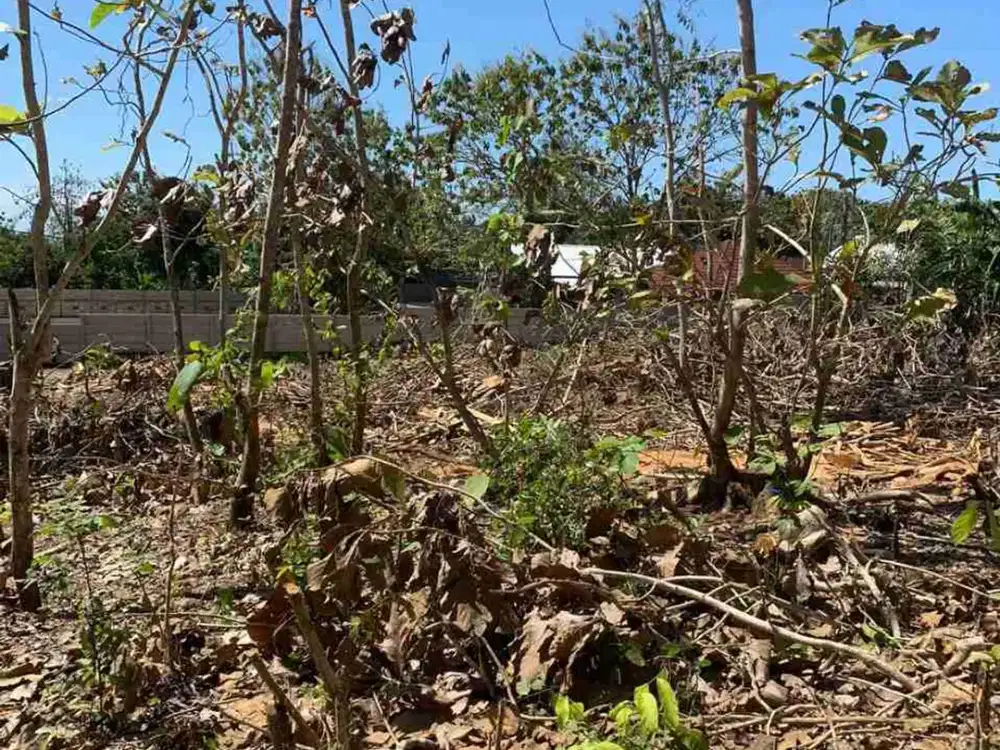 dijual tanah 12,60 are IDR nett 350 juta /are dipurigading jimbaran Kuta Selatan Badung Bali