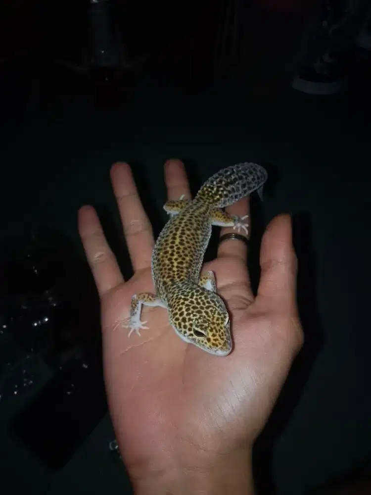 Gecko  kasian gk ada yg rawat