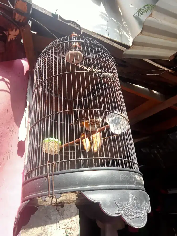 Burung kutilang+kandang
