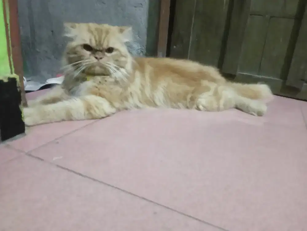 peaknose jantan besar birahi