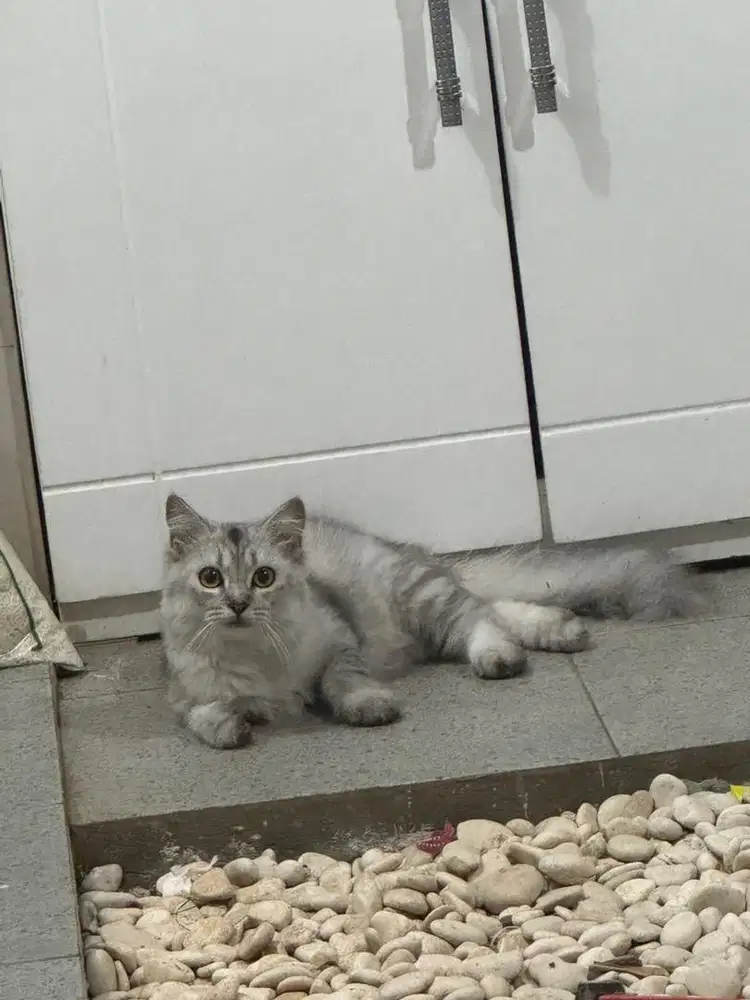 OPEN ADOPT!! Kucing Norwegian x Bigbone